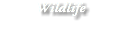 Wildlife 